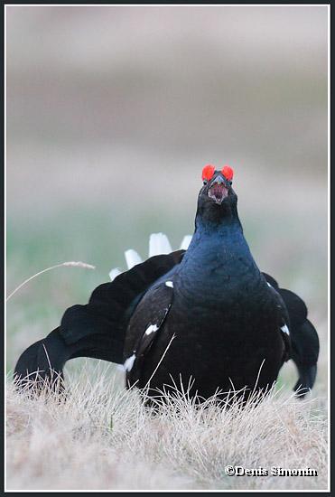 chuintement de tétras lyre